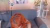 Amaia_Harris @Amaia_Harris webcam capture — Athletic, Blonde hair, Brown eyes, Hispanic, 27 yrs, Bisexual — tags: tattoos, Latina, bigtits, colombian, Cute, Boobs, Toy, bigboobs, blonde, Naturaltits, Funny, Anal, Fetish, Social, Naked, Sensual, Squirt, colombiana, hot, free, colombian, Fingering, femdom, Tits, Pussy, 18, ass, Sweet, Private Show, christmas, Mistress, blowjob