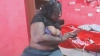 Assbigxhot9 @Assbigxhot9 webcam capture — Muscular, Black hair, Green eyes, Black, 57 yrs, Bisexual — tags: masturbation, dancing striptease, anal, toy, fingerplay, foot fetish, roll game, dancing, oil body, great personality, pussy play, ass hole, fuck, dildo, heels, anal sex, zoom, cum, squirt, toys, cam 2 cam, smoke, schoolgirl, pussy play, pink pussy, lips, kiss, latin, open minded, cumshow, squirting uniform vibrator oil