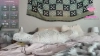 Capture at 2025-10-10 22:45:33
