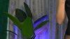 Cattitude_ @Cattitude_ webcam capture — Slim/Petite, Black hair, Gray eyes, Caucasian, 27 yrs, Straight — tags: heels, anal, blow job, squirt, bigboobs, lush, dildo, brunette, friendly, new, slim body, oil show, joi, tattoos, lovense, spanking, striptease, stockings, elegant, nude, buttplug, tanned, fake tits, small penis humiliation, friendly and honest person, inteligent, pussy play, foot fetish, doggy style, teasing, sexy feet, masturbating