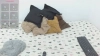 Capture at 2025-10-11 05:11:44