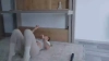 DiddySweet @DiddySweet webcam capture — Slim/Petite, Platinum Blonde hair, Brown eyes, Caucasian, 23 yrs, Straight — tags: sexy, young, cute, hot, smart, oil show, anal, funny, hard sex, tight pussy, toys, wet, friendly, c2c, cum, blonde, dildo, natural tits, tattoos, fit, blowjob, squirt, double penetration, long hair, big ass, student, naughty, natural, ass, erotic private show, petite, true private