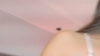 NicollePierce @NicollePierce webcam capture — Average, Black hair, Green eyes, Other, 24 yrs, Straight — tags: young, shaved, cute, latina, ass, toys, orgasm, oil, footplay, natural, petite, natural tits, lovense, cum, teen, kinky, lingerie, c2c, cam2cam, brunette, college girl, small, blow job, long hair, dildo, squirt, pink pussy, pov, doggy, cum, sweet, girlfriend experience