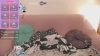 Rouge_et_Noir @Rouge_et_Noir webcam capture — Slim/Petite, Always Different hair, Brown eyes, 29 yrs, Bisexual — tags: Sexy, Young, Bigpussylips, skinny, flexible, masturbation, kinky, c2c, pussy, toys, slim, good music, dance, shaved, new, romantic, natural, bdsm, striptease, dilldo, dirtytalk, cameltoe, friendly, bisexual, light skin, lovense, smart, lovely, smallboobs, mistress, Horny, bitch
