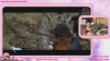 Rylandbaby @Rylandbaby webcam capture — Slim/Petite, Green eyes, 35 yrs, Bisexual — tags: dirty talk, bush, bossy, roleplay, natural, funny, tattooed, natural tits, smile, nails, gamer, makeup, spanking, pale, princess, brunette, thin, naughty, book worm, nerd, stoner, 420, glasses, sensual, striptease