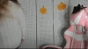 Capture at 2025-10-15 19:06:23