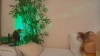 queenxxx0 @queenxxx0 webcam capture — Ample, Brown hair, Green eyes, Other, 37 yrs, Bisexual — tags: bigboobs, naturaltits, bigass, hugetits, bbw, toys, live orgasm, skype, milf, natural, cam2cam, naturalboobs, sexy, horny, blond, dildos, lush, cam2cam, mature, curvy, chubby, feet, bigpussylips, dildo, pussy, tits, legs, ass, naughty, cumming, masturbation, private